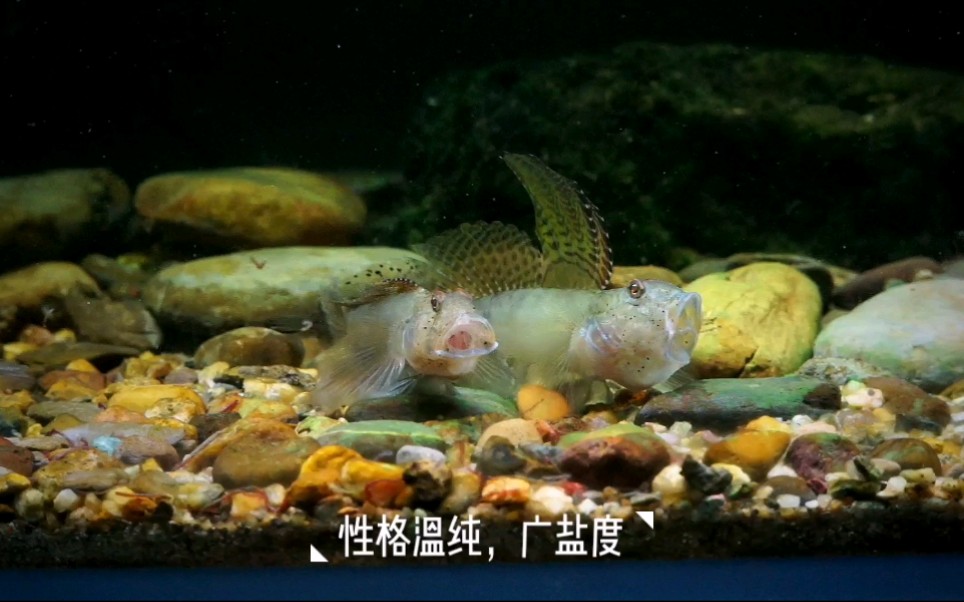 可爱的原生汽水鱼尖鳍寡鳞虾虎