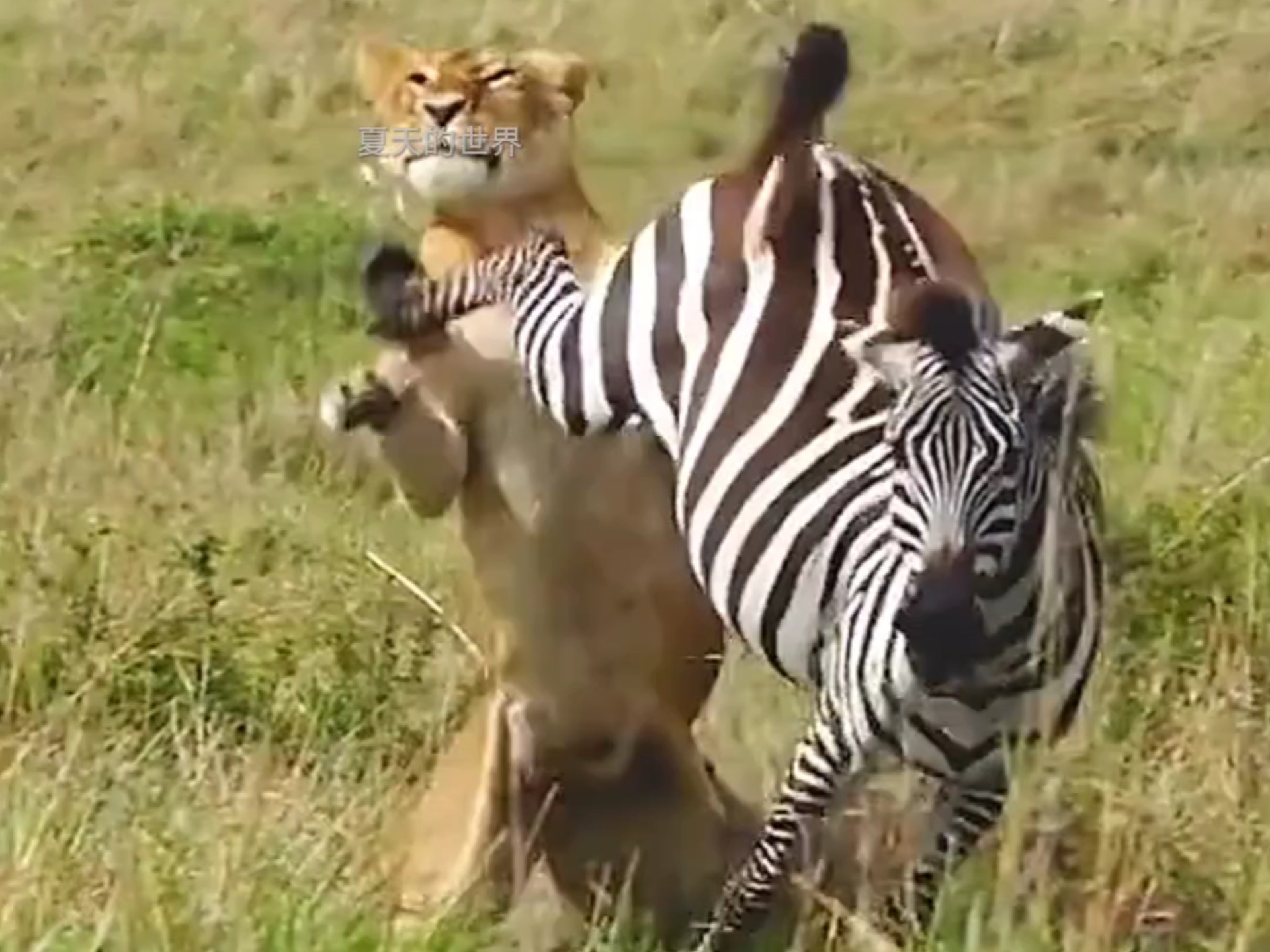 斑马为什么杀死小斑马