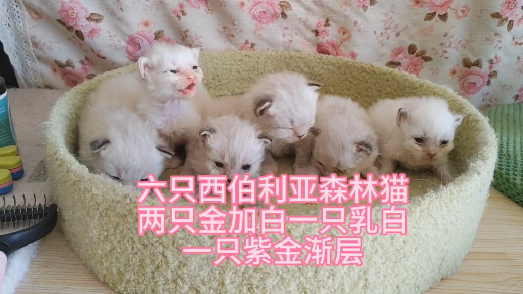 京宠家的六只西伯利亚森林猫,两只金加白一只乳白