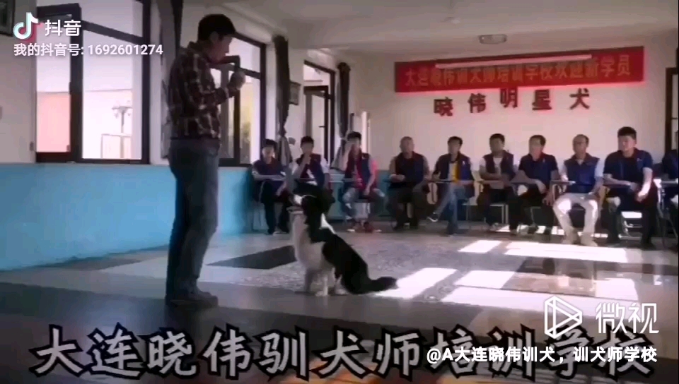 国家训犬师高级技师刘晓伟训犬示范,快乐训犬哔哩哔哩bilibili