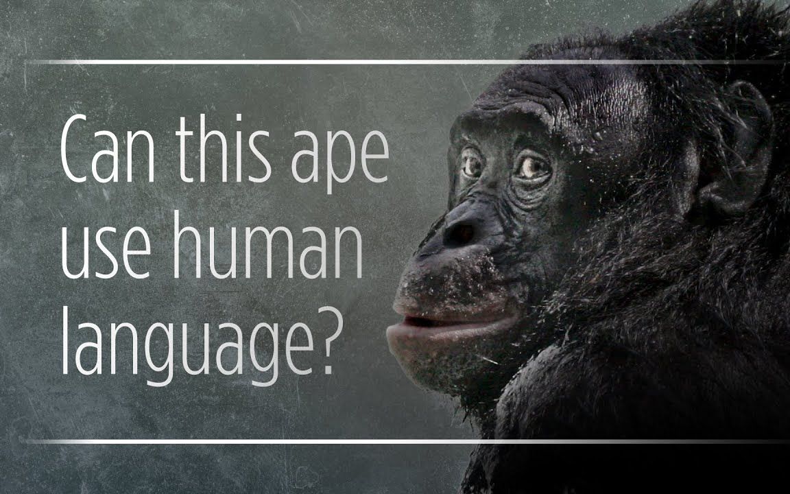 猩猩英语怎么说图片