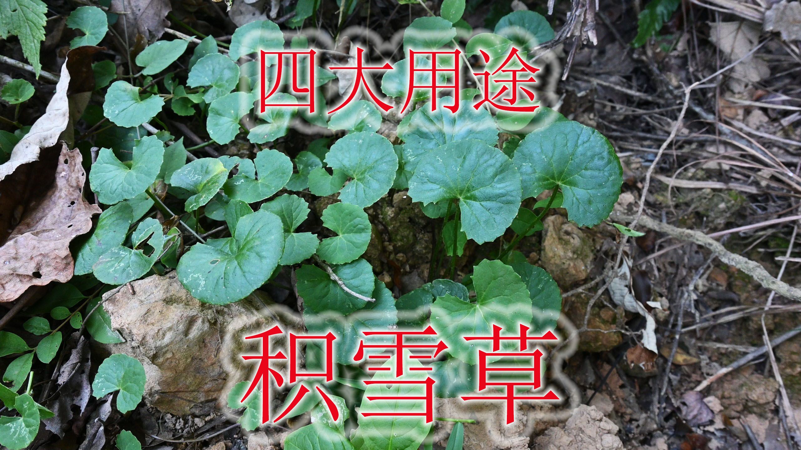 常见植物“积雪草”,生活中有4大用途,遇见可别错过!哔哩哔哩bilibili