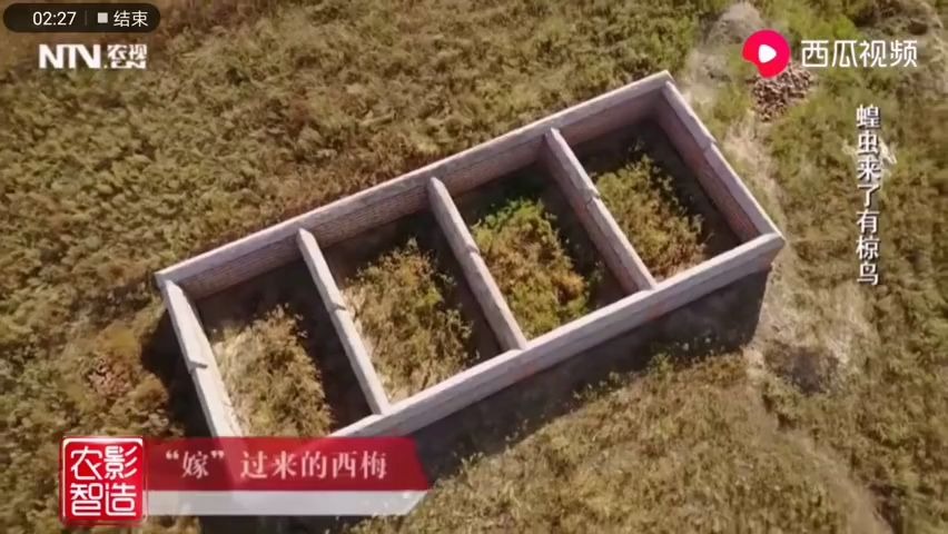 [图]新疆版的The biggest little farm，人工筑鸟巢引来上万只椋鸟控制草场虫害。