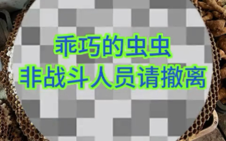 烟台牟平最大的北翠市场,有大鲍鱼,大鲅鱼,大螃海,还有可可爱爱奇奇怪怪的地雷蜂蛹哔哩哔哩bilibili