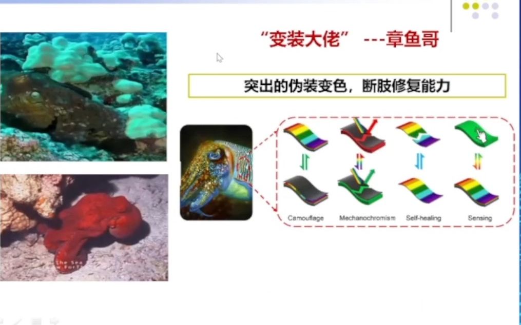 20221009大连理工大学牛文斌师法自然;从伪装大师到智能变色材料哔哩哔哩bilibili