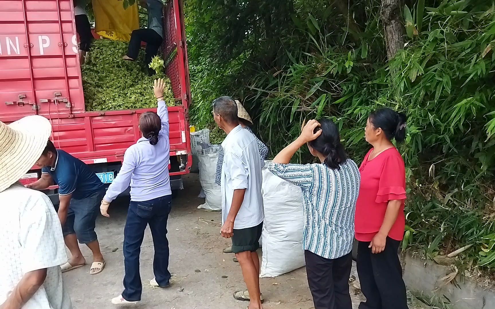 老百姓跟风种植金银花泛滥成灾,今年价格三块五,老百姓又是血亏哔哩哔哩bilibili