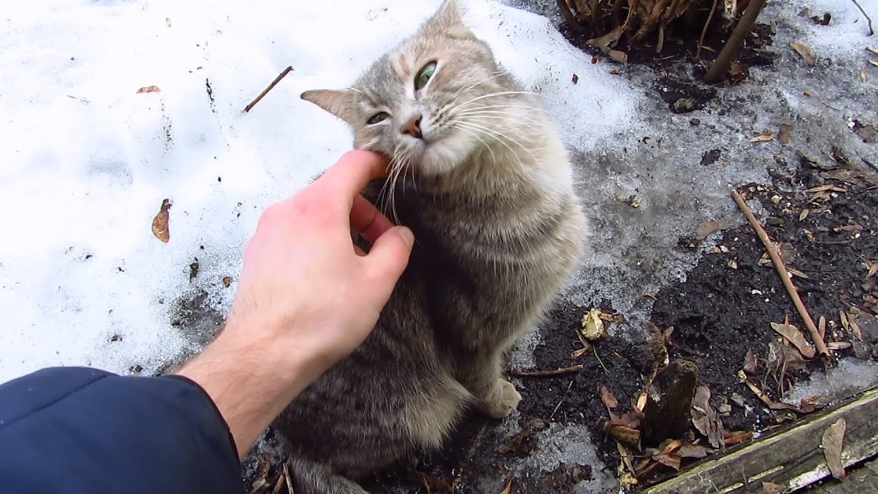 feral_cats_-_my_love-honayxsfula_哔哩哔哩_bilibili