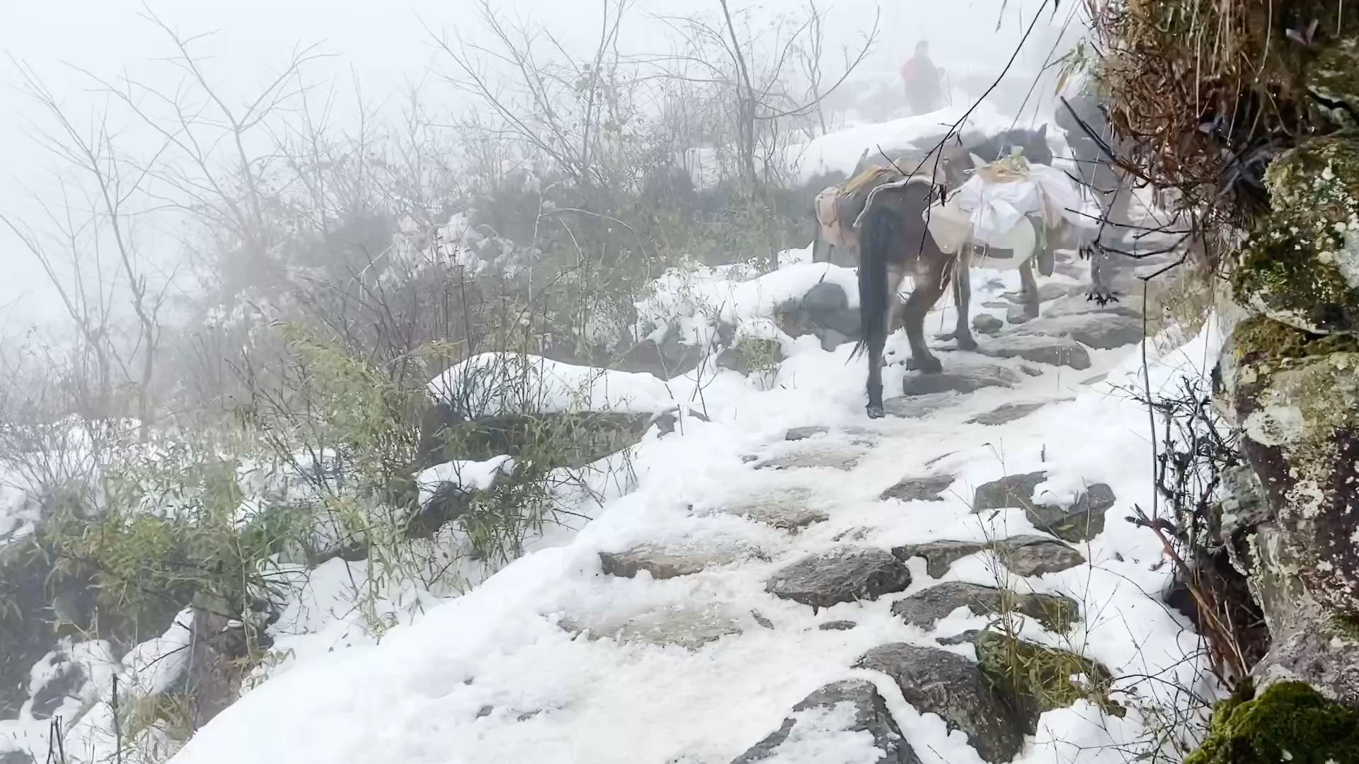 浙江百丈岭雪山徒步哔哩哔哩bilibili