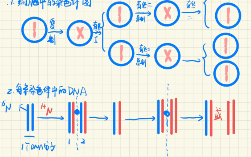 [图]高中生物DNA复制难点～细胞分裂中染色体标记问题～一起来画画呀