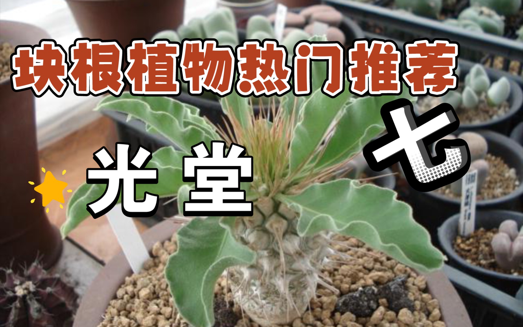 第130弹:块根植物热门推荐 七光堂哔哩哔哩bilibili