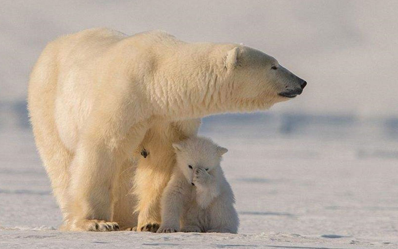 北极熊为了生存捕猎海豹