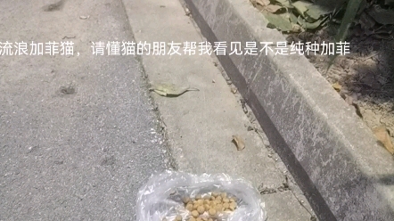 看见流浪加菲猫,请懂猫的朋友帮我看看是不是纯种加菲猫哔哩哔哩bilibili