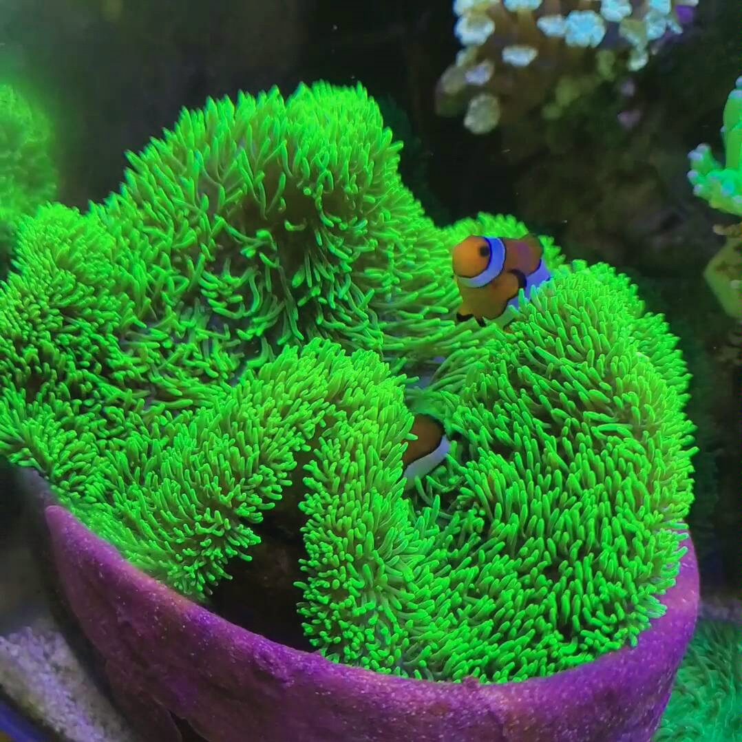 【小丑鱼(公子小丑)与长须地毯海葵】 和谐的共生关系看上去很美好