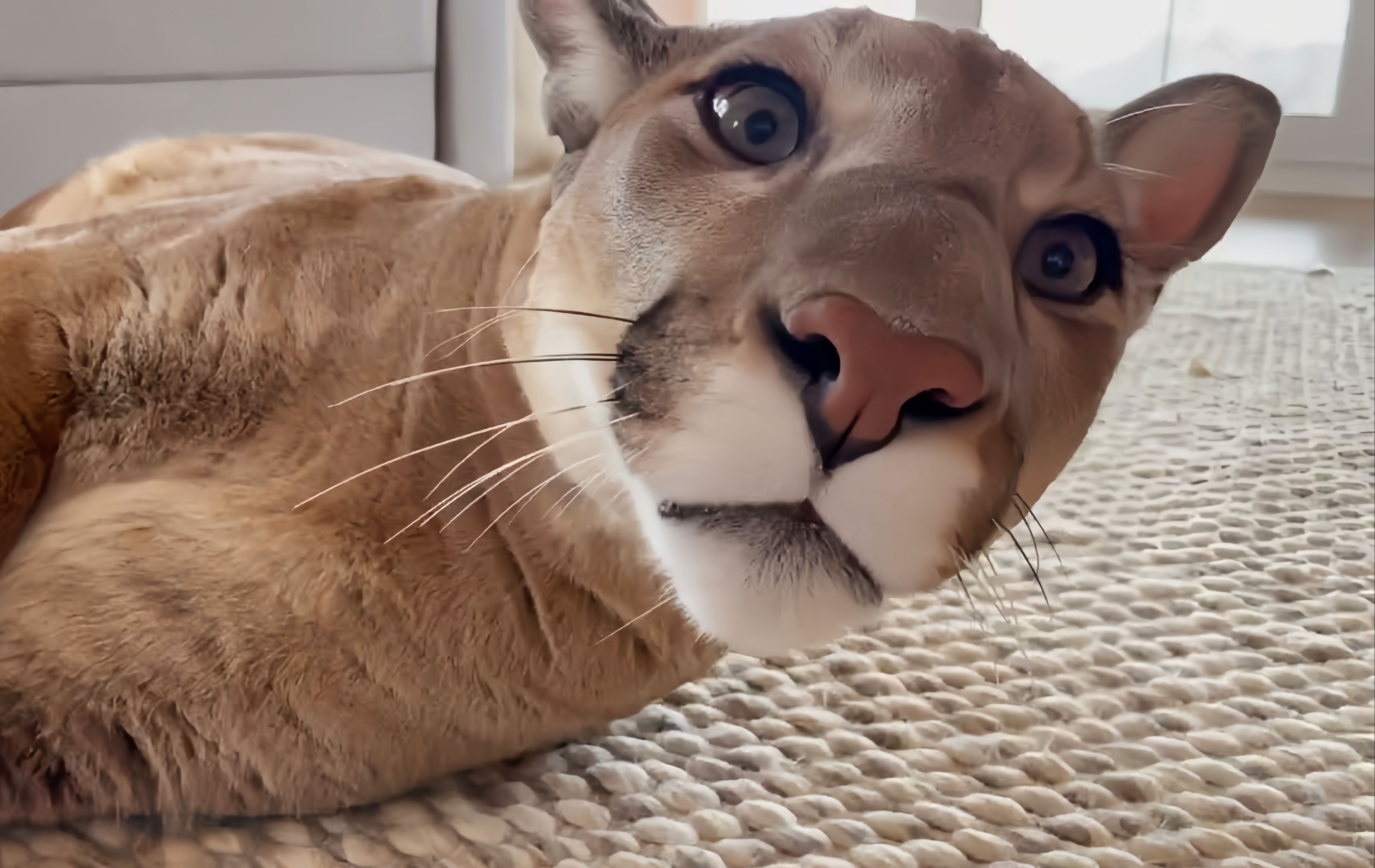 原来,尾巴才是美洲狮梅西的本体