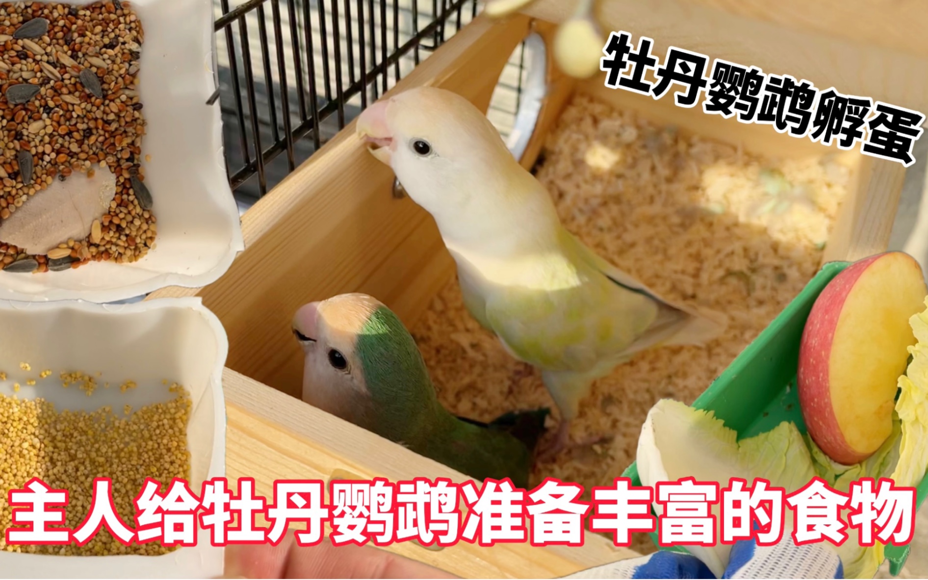 牡丹鹦鹉孵蛋主人给牡丹鹦鹉准备丰富的食物