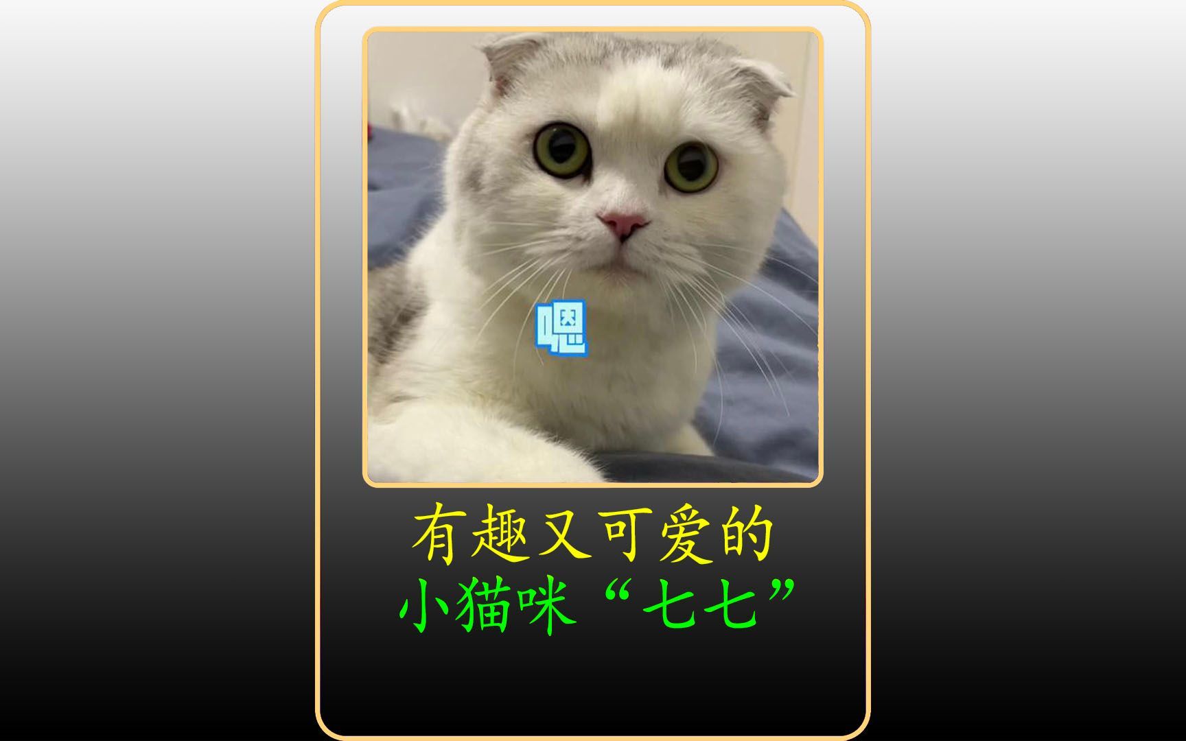 七月猫猫子的两张图片图片