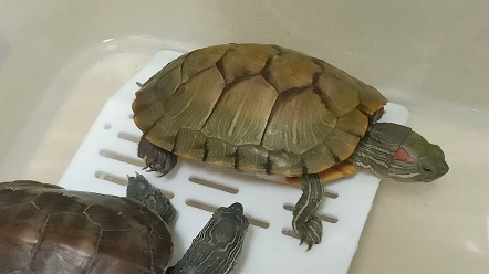 又买了一只母巴西龟,继续撸.嘿嘿嘿嘿嘿嘿_哔哩哔哩_bilibili