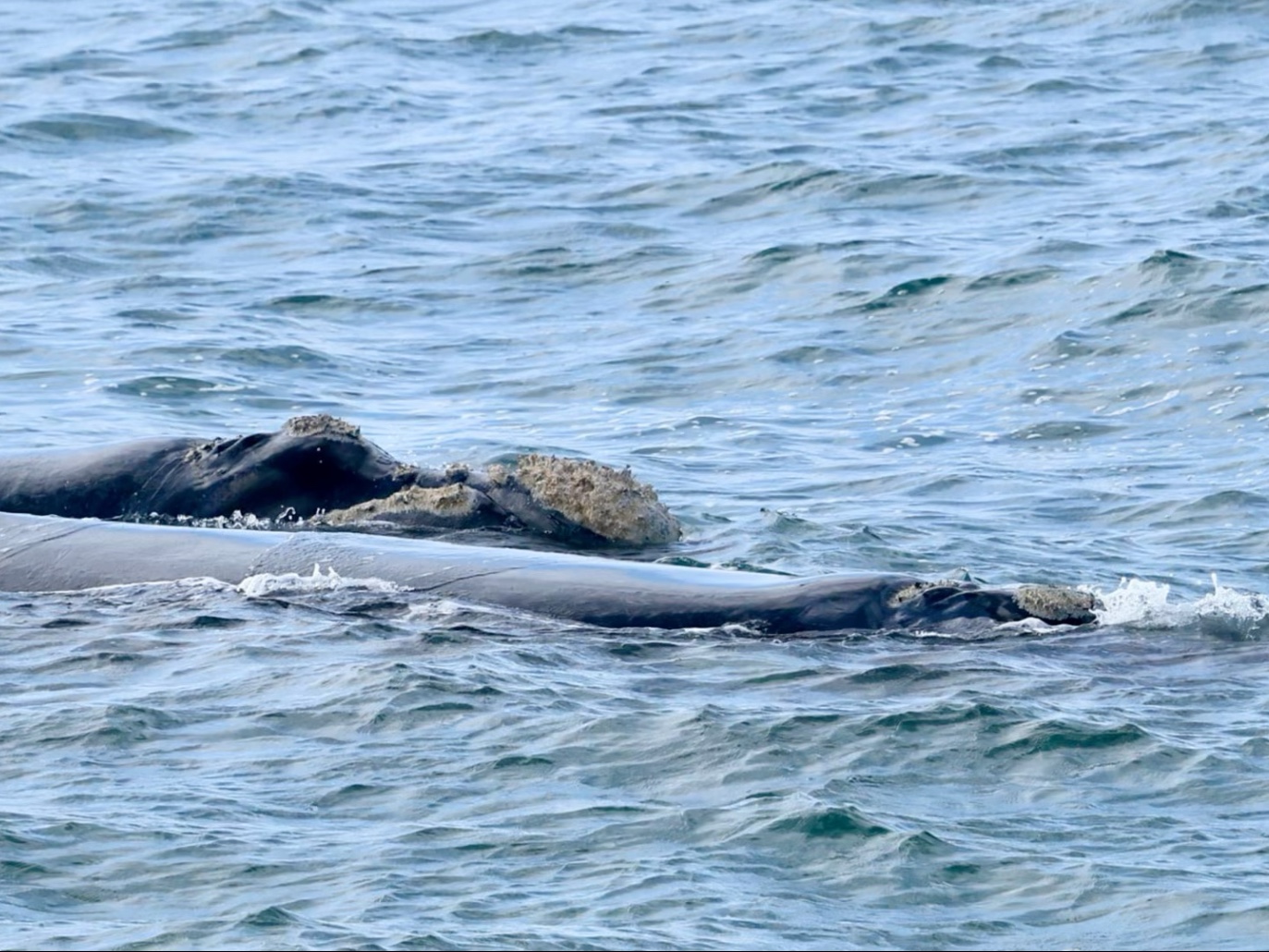 站在岸边看鲸鱼