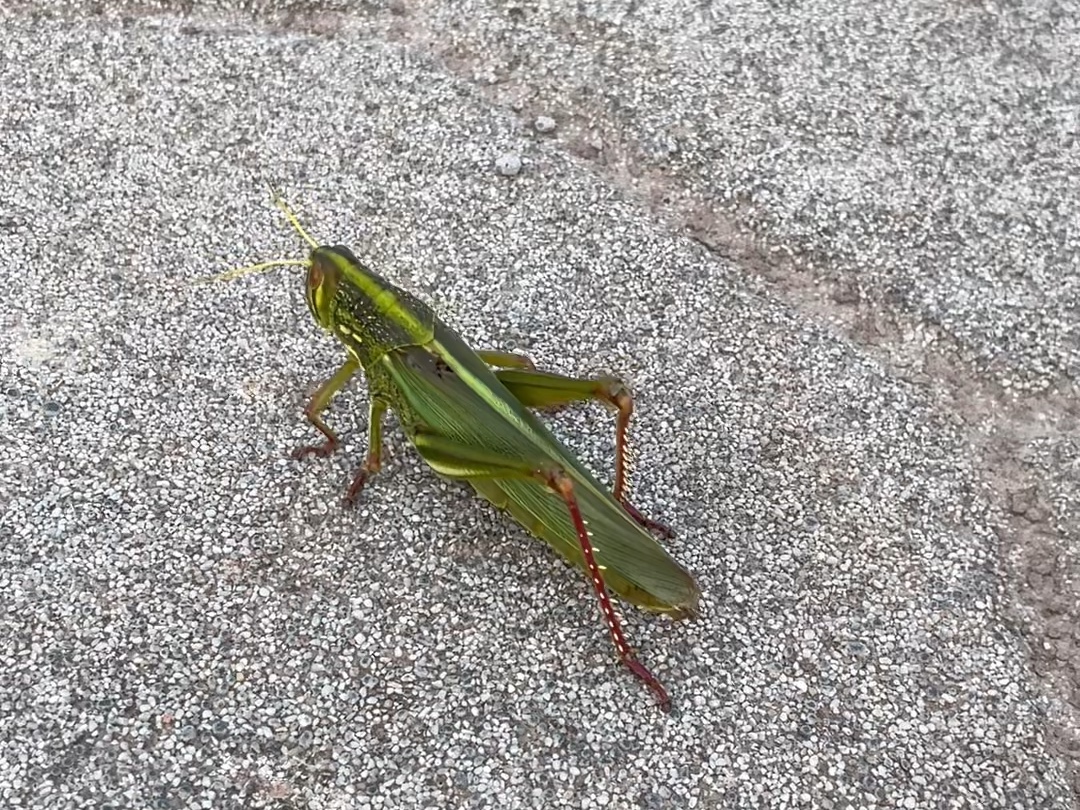 蚂蚱走路 不快也酷