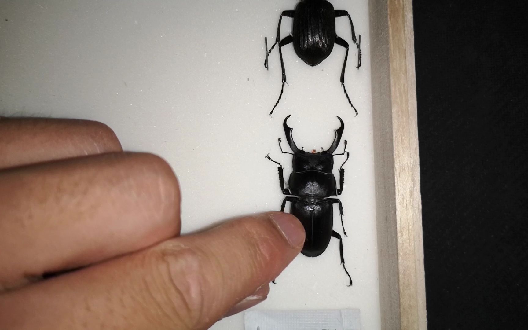 年末のプロモーション大特価 No43 鐺 こじり コジリ 金色 鍬形 Mbjuturu Org