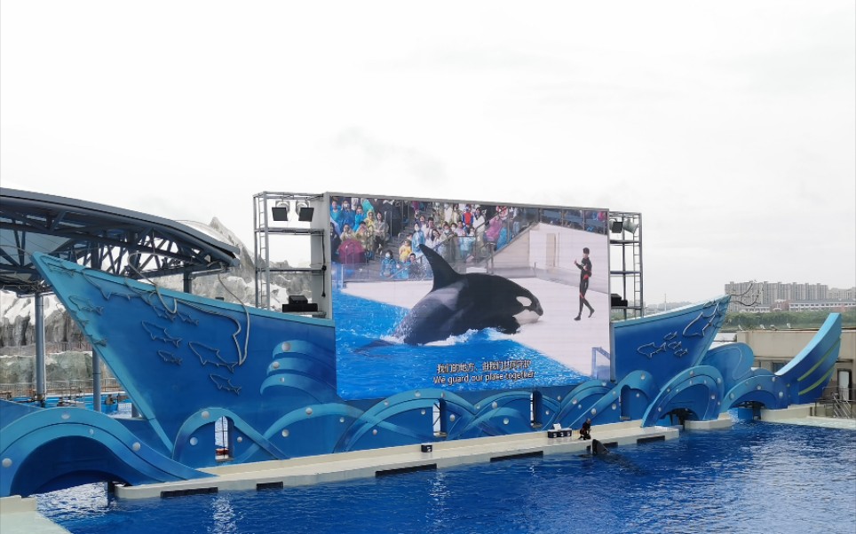 虎鲸表演 上海海昌图片