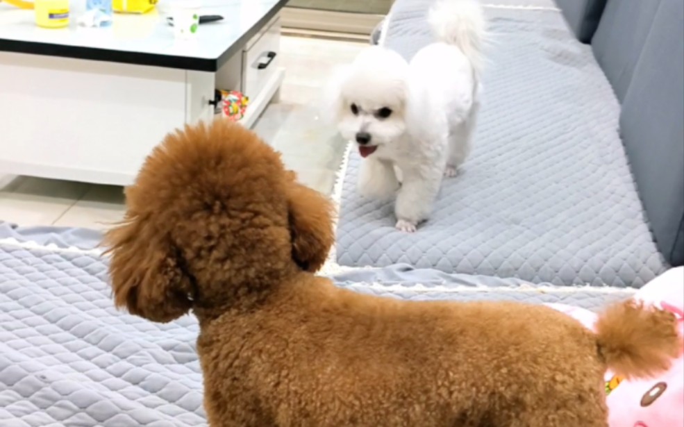 泰迪:一天天的被这个傻子烦死了