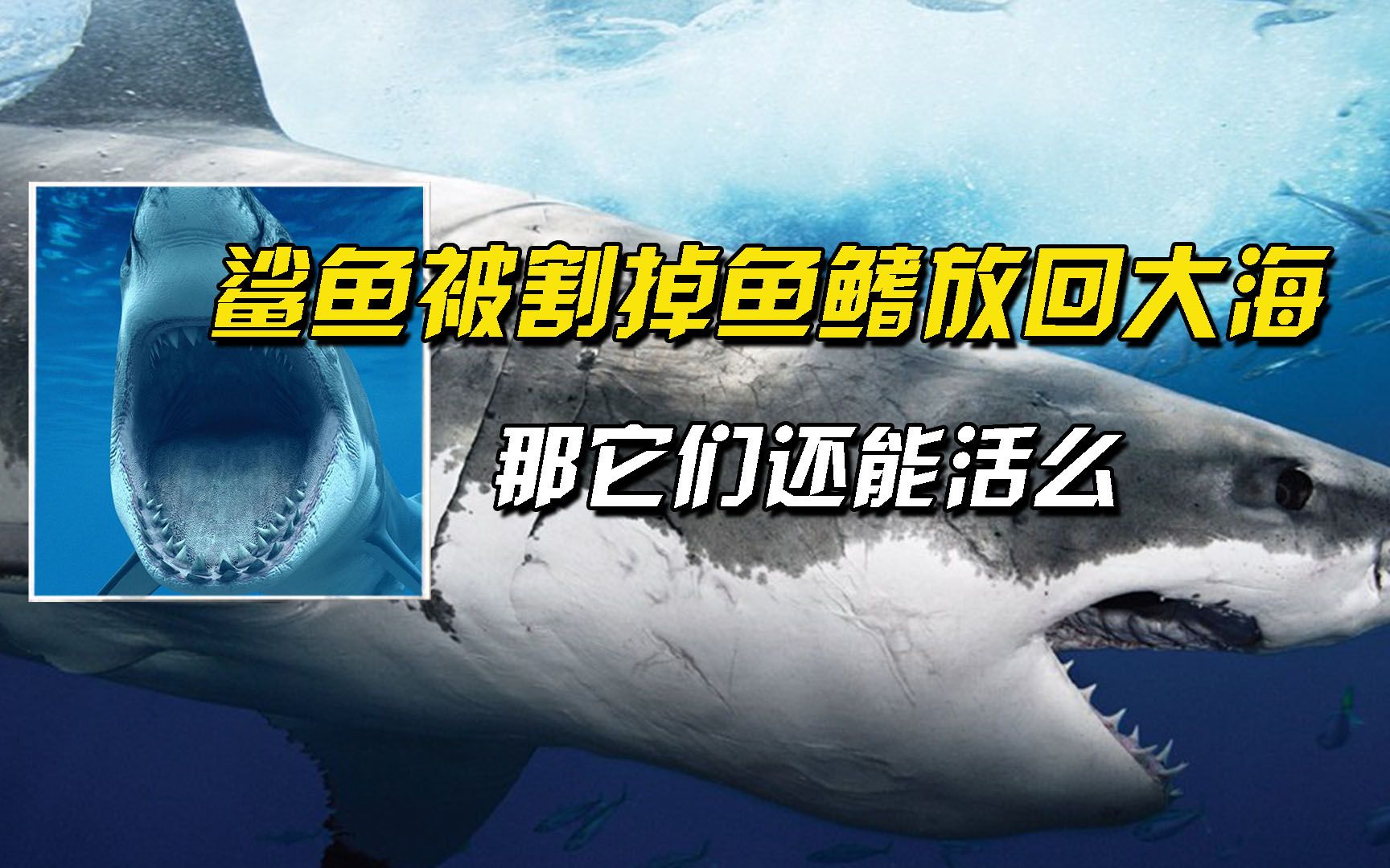 上亿只鲨鱼被人类割掉鱼鳍,又被放归大海,但鲨鱼还能活下去吗?