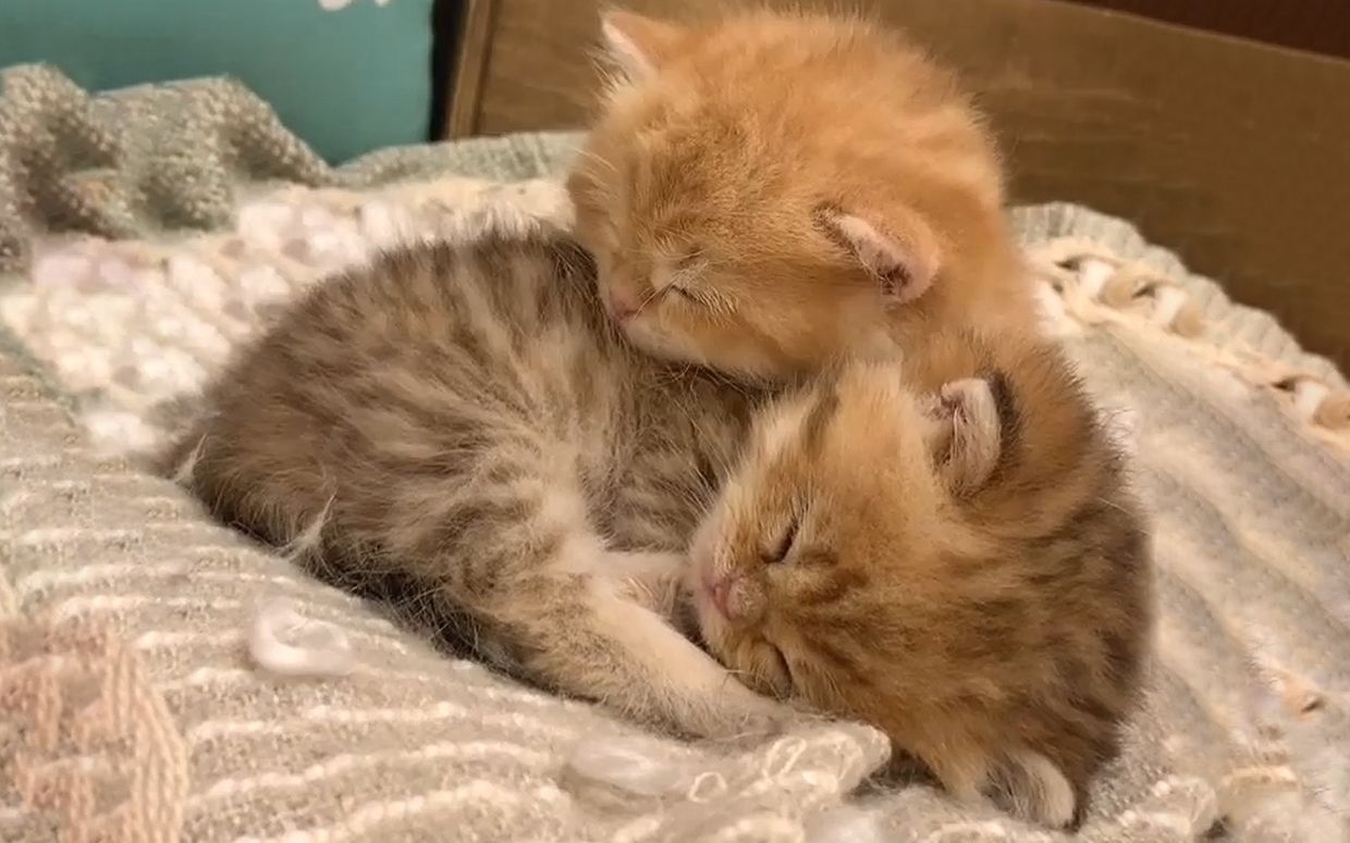 活动作品心都要萌化了两只小奶猫互相依偎着睡觉