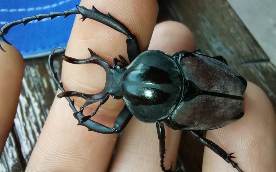 (斗虫)宽带鹿角花金龟内斗_哔哩哔哩_bilibili