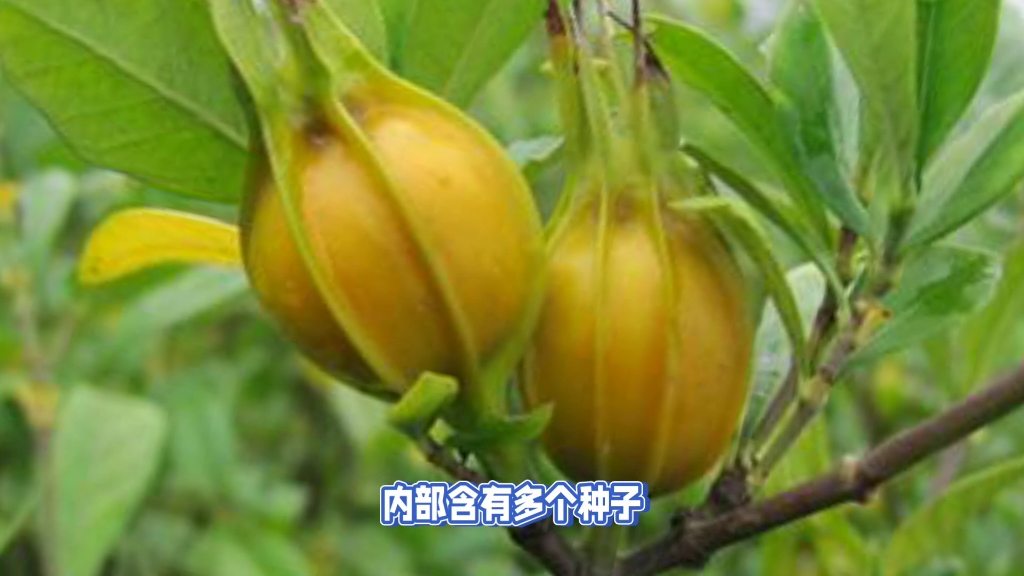 植物√黄栀子哔哩哔哩bilibili