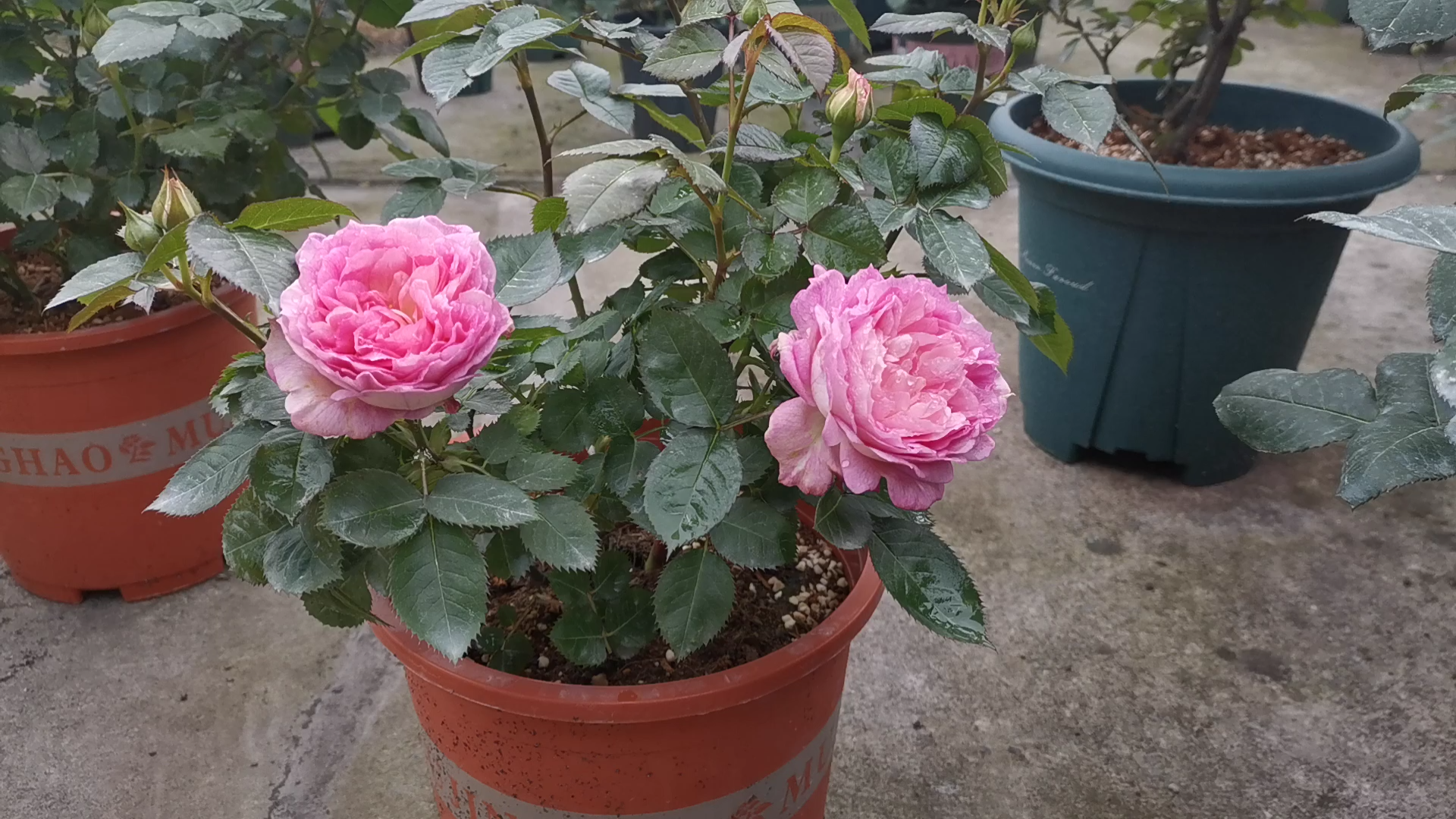 月季品种介绍-我的美人