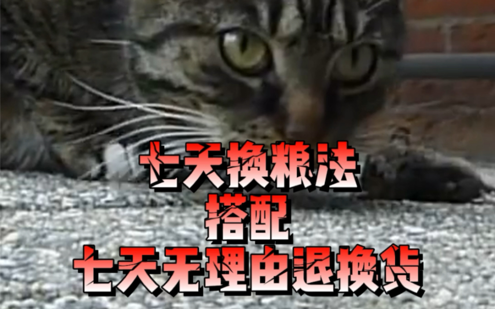 七天换粮法搭配七天无理由退换货?#新手养猫 #宠物知识 #科学养宠攻略哔哩哔哩bilibili