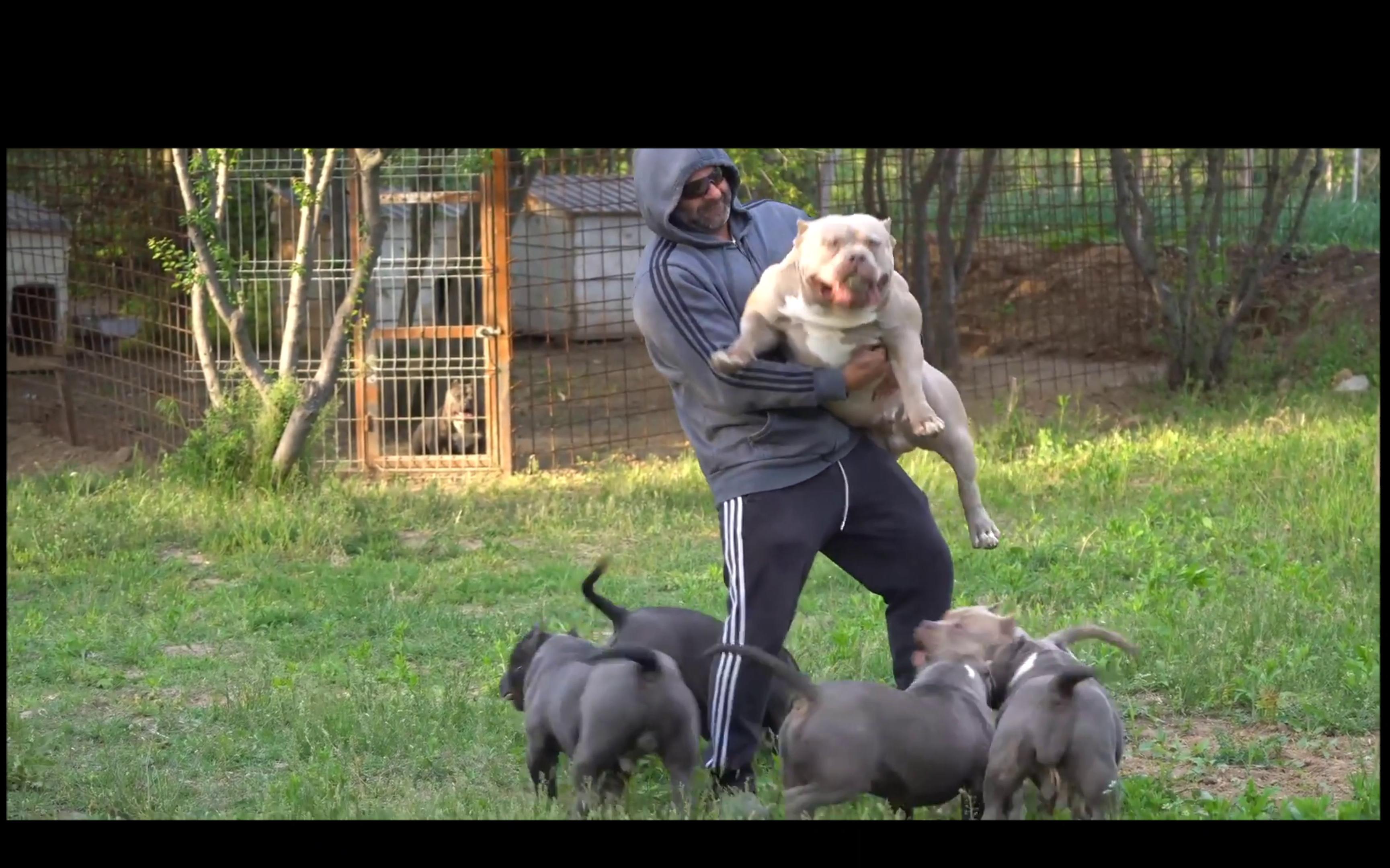 爱掏裤裆的小狗狗喔嘻嘻嘻