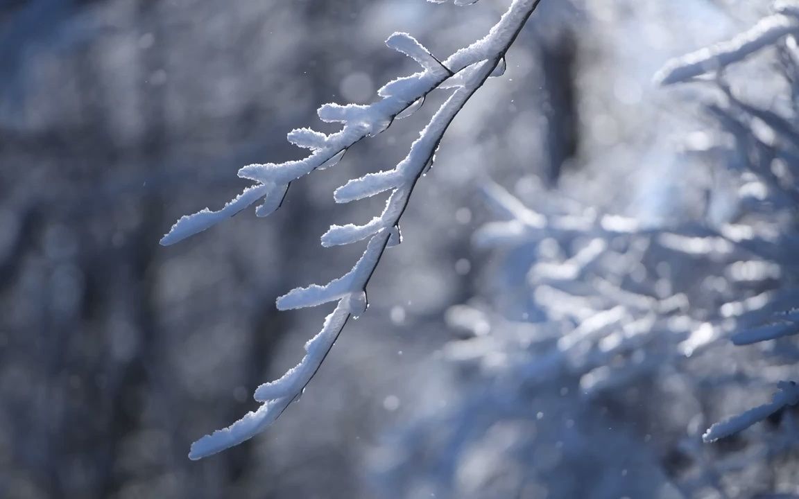 [图]视频素材 ▏h481 2K画质冬天下雪雪景唯美空镜头超清特写冬季树叶上的雪花积雪雪花飘落冰雪奇缘幼儿园元旦晚会公司年会春晚晚会节目大屏幕舞台LED背景视频素材