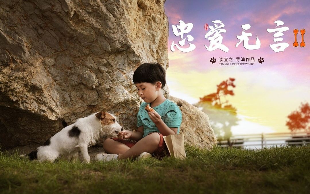 《忠爱无言2》自闭男孩与流浪狗的相互成全感人故事