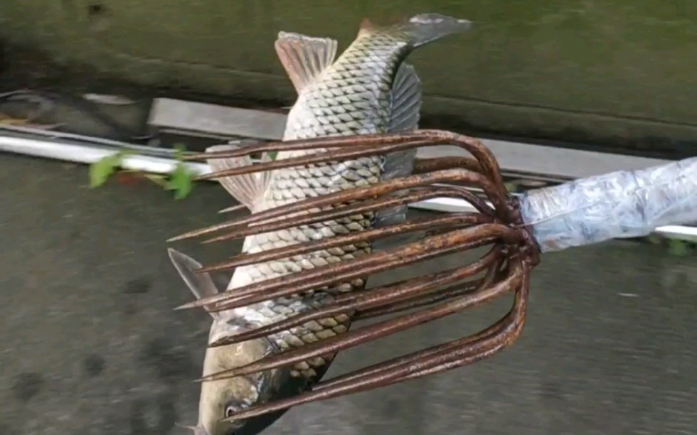 活动作品高手在民间叉鱼绝世高手