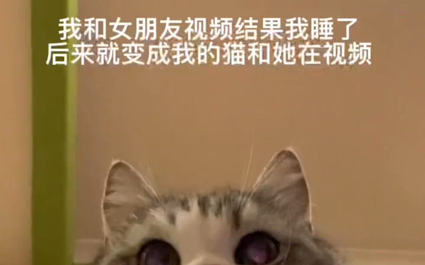 [图]芝士猫咪，我的动物朋友