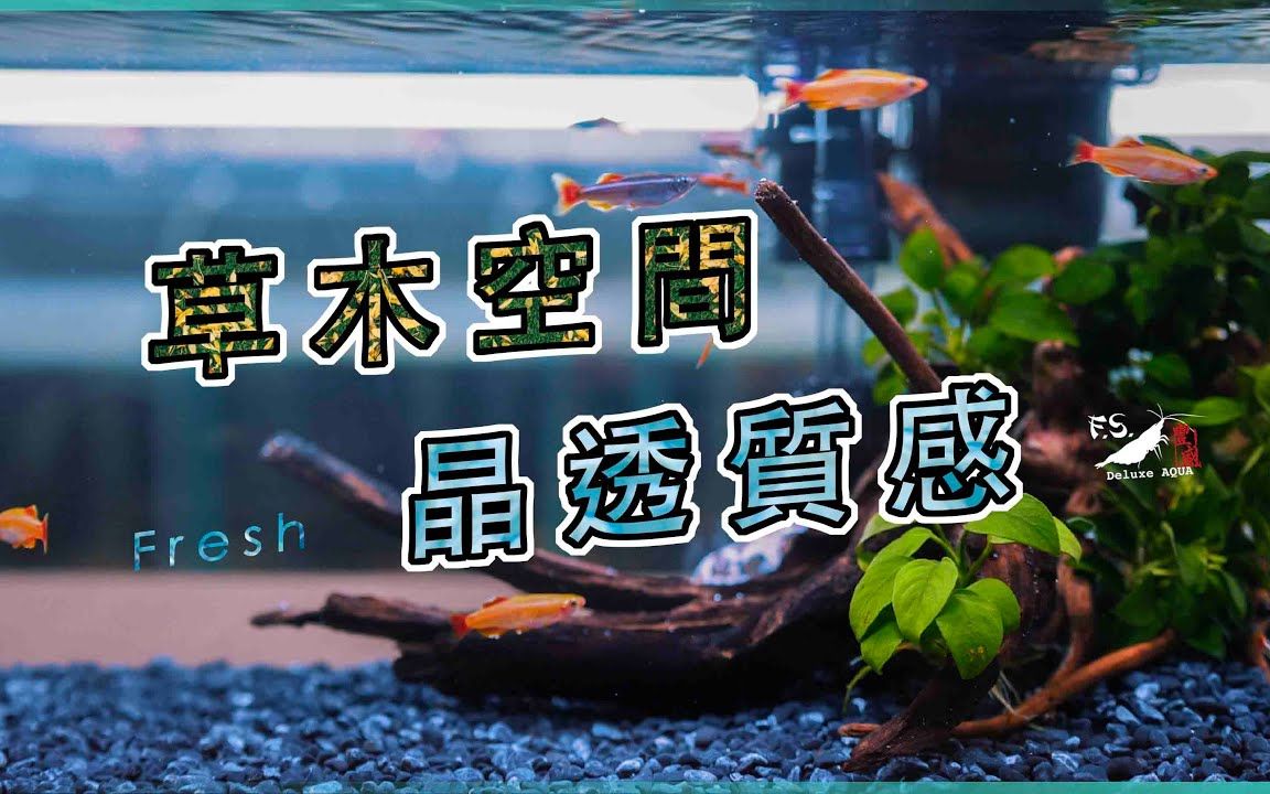 如何打造传说中的空气缸!?阴性草配沈木, 懒人必备哔哩哔哩bilibili