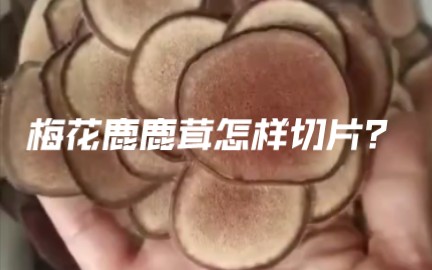 梅花鹿鹿茸这样手工切片,就这几公分是精华!哔哩哔哩bilibili