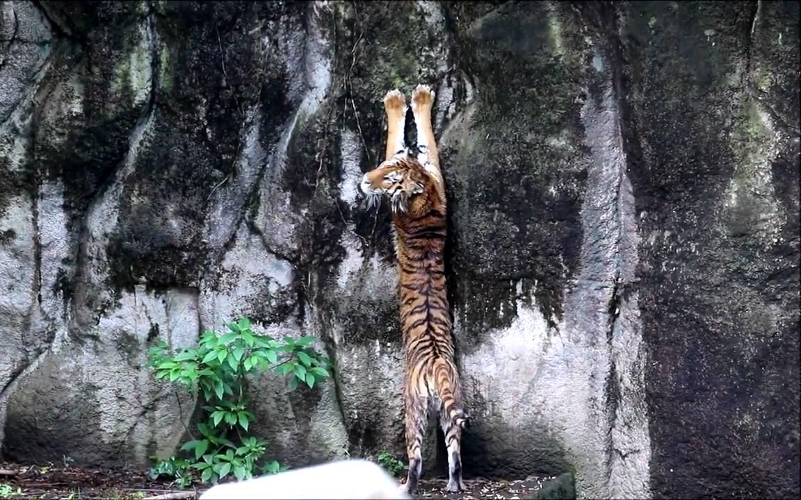 [图]“这就是古人把老虎称为大虫的原因吧”