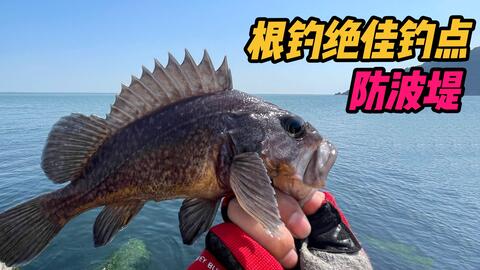 海边浅滩礁石区根钓小黄鱼 扔下去就咬简直太疯狂 连竿到手软 哔哩哔哩 Bilibili 海边浅滩礁石区根钓小黄鱼 扔下去就咬简直太疯狂 连竿到手软 哔哩哔哩 Bilibili