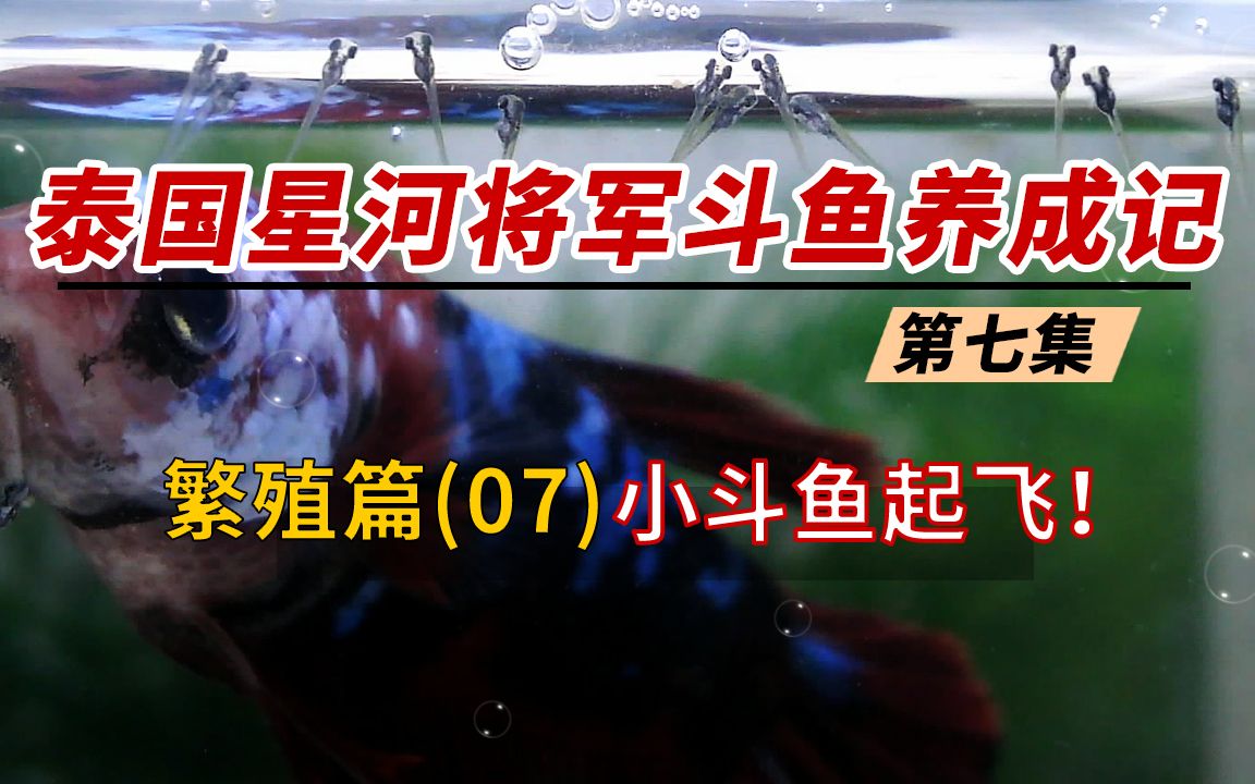 泰国星河将军斗鱼养成记第7集,繁殖篇:小斗鱼起飞!公斗鱼护航哔哩哔哩bilibili