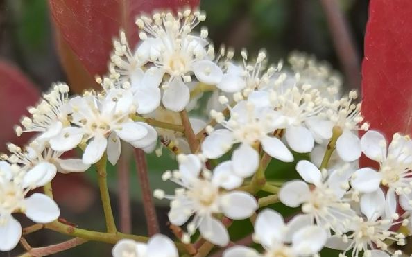 [图]#校园使者计划环保星力量 星星火植物趣味科普——红叶石楠