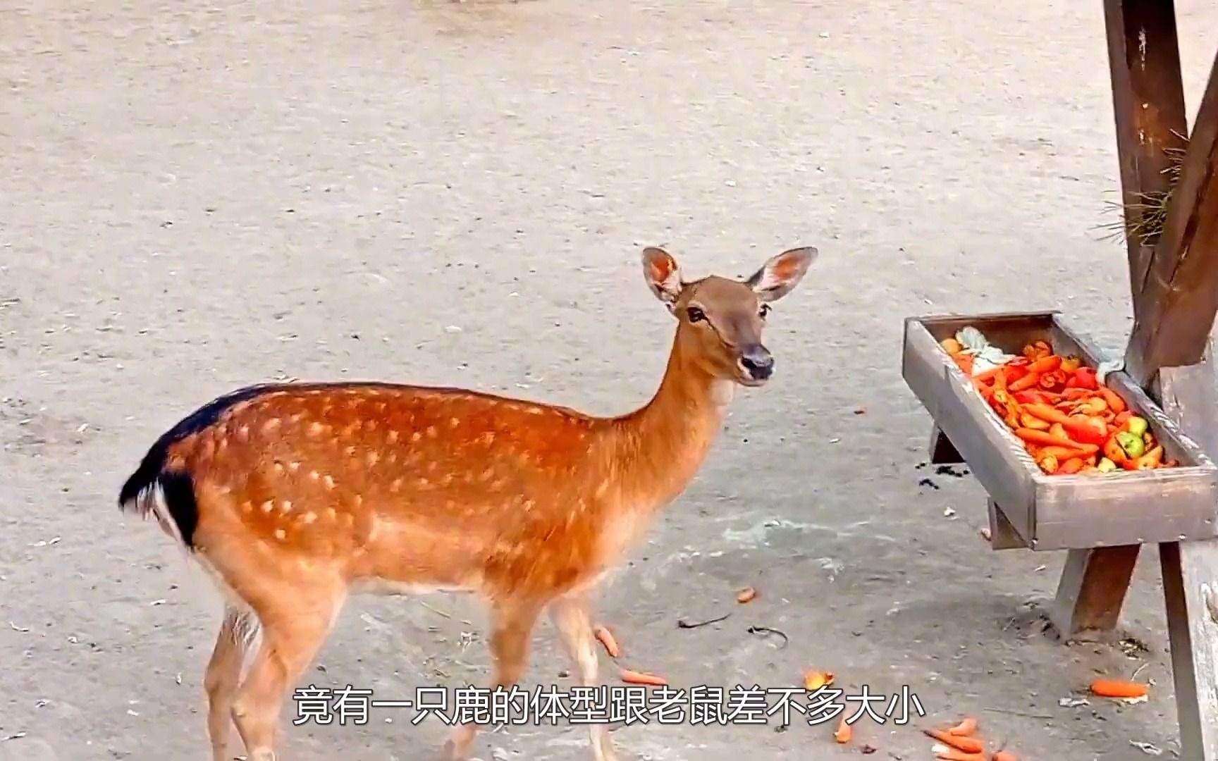 世界上最小的鹿,体型像一只老鼠,网友:这也太可爱了吧!