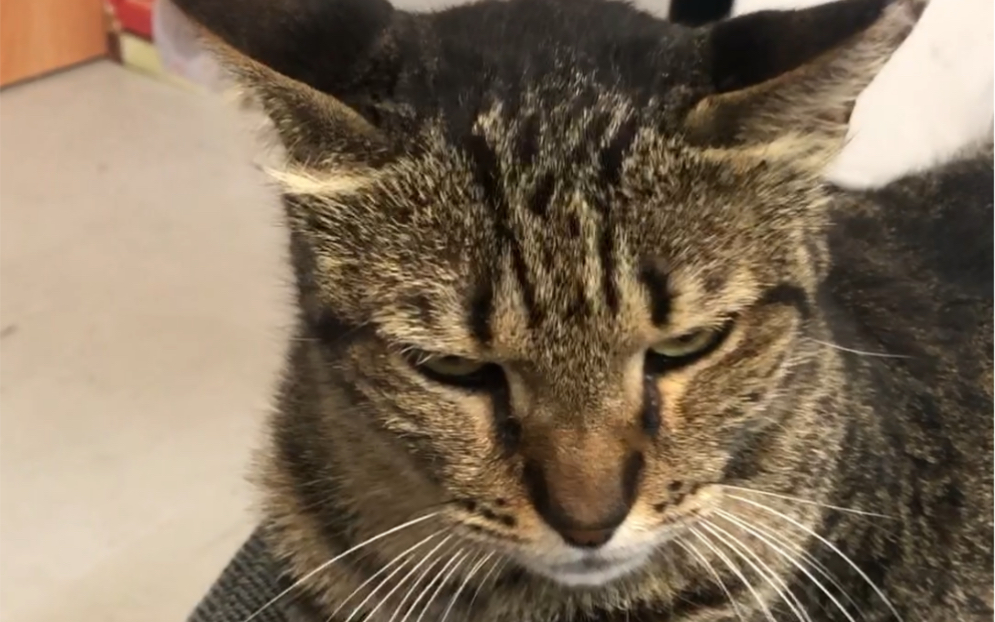 我感觉自己被一只求撸狂猫套路了