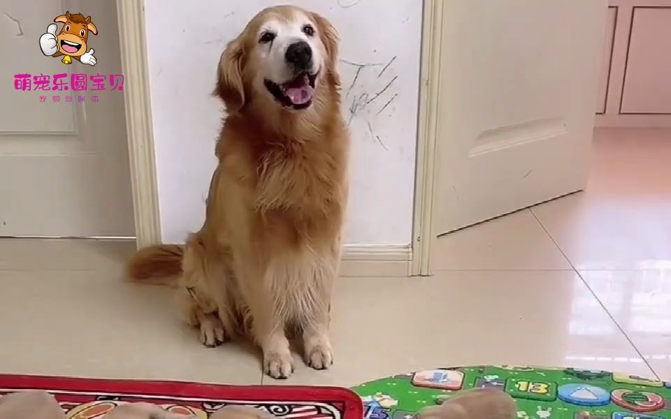 金毛艾迪终于更新视频了,智商嗖嗖往上涨,根本拦不住