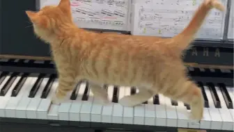 猫咪乱奏曲