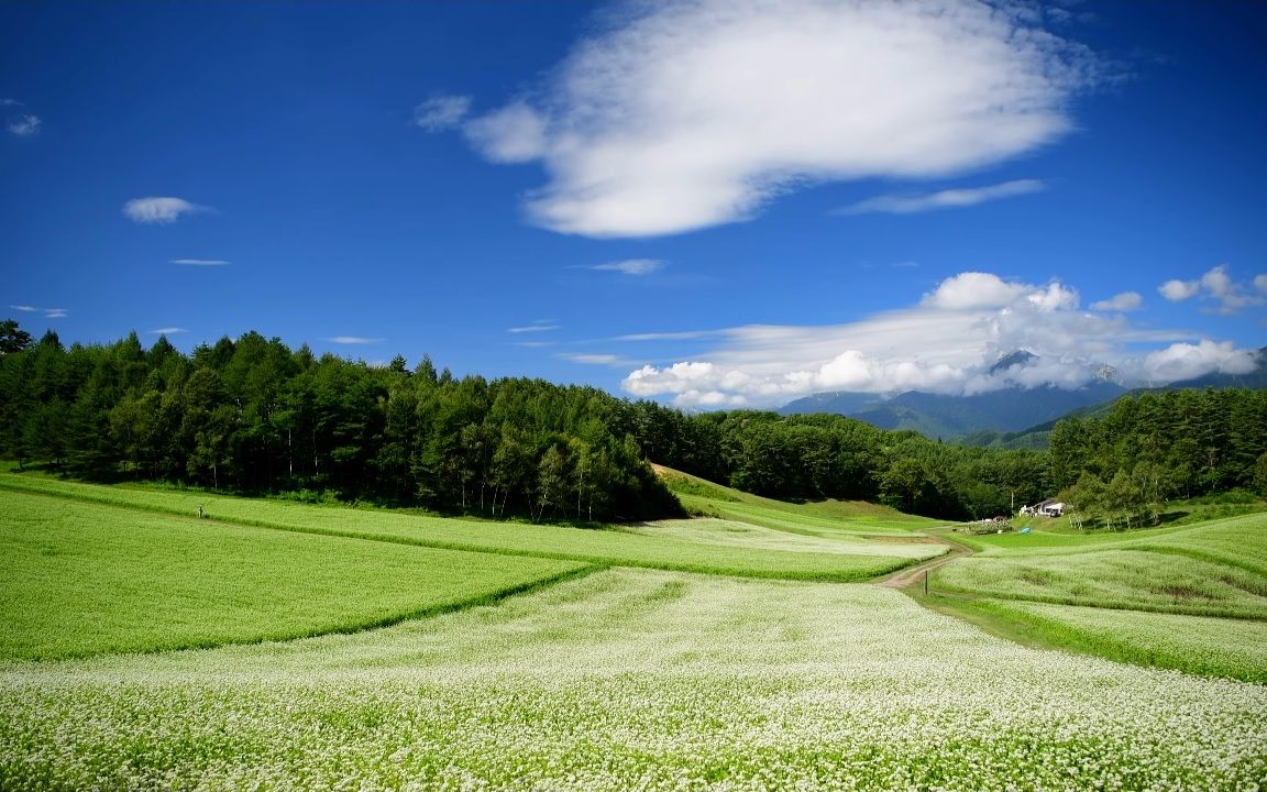 【超清日本】第一视角 长野县中山高原 美丽的秋荞麦花 (4K测试视频) 2020.8哔哩哔哩bilibili