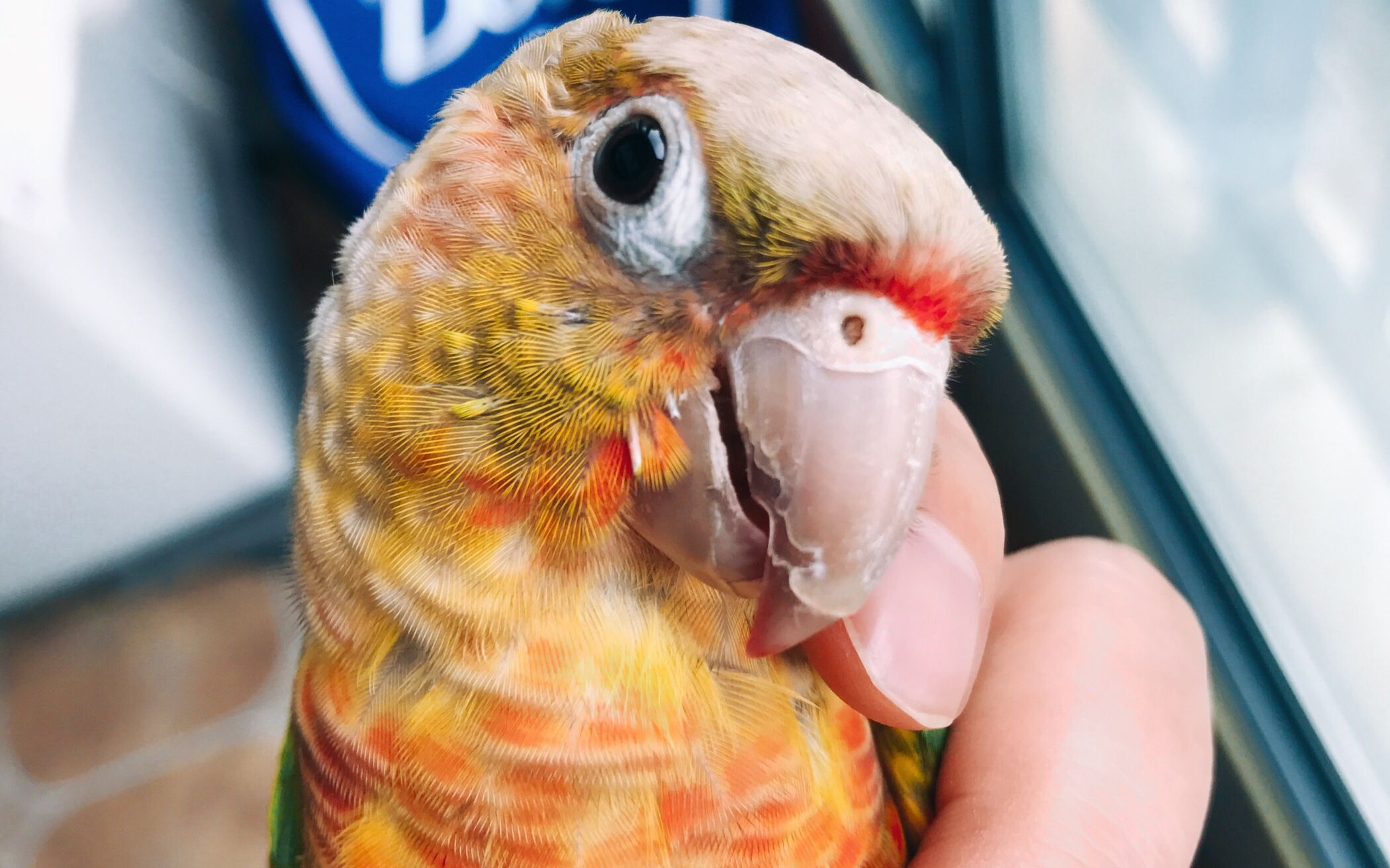 【撸鸟日常】撒娇卖萌小鹦鹉