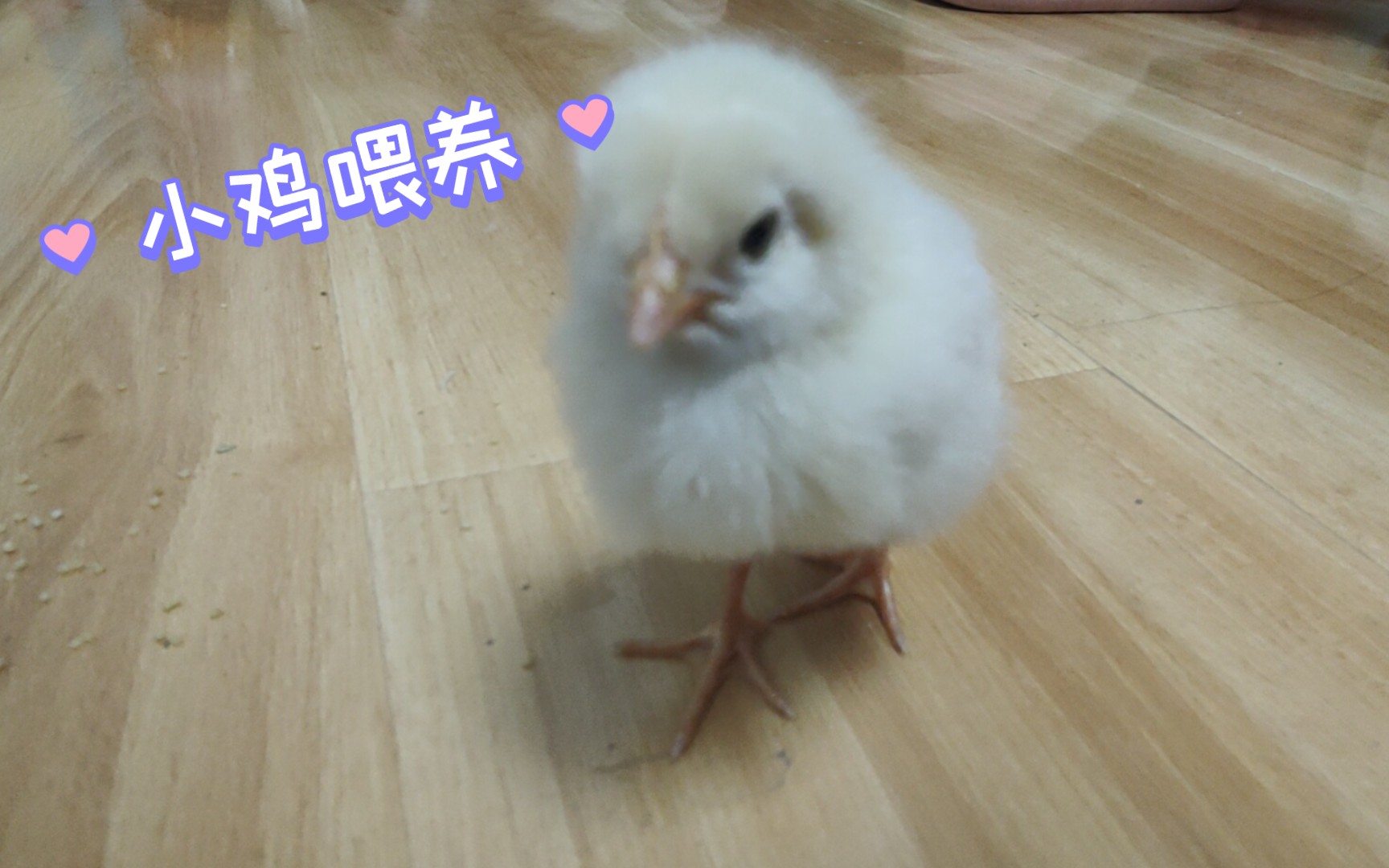 【宠物鸡】小萌鸡的喂养经验哔哩哔哩bilibili